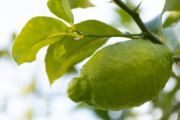 Limoni che appendono sull&#39;albero