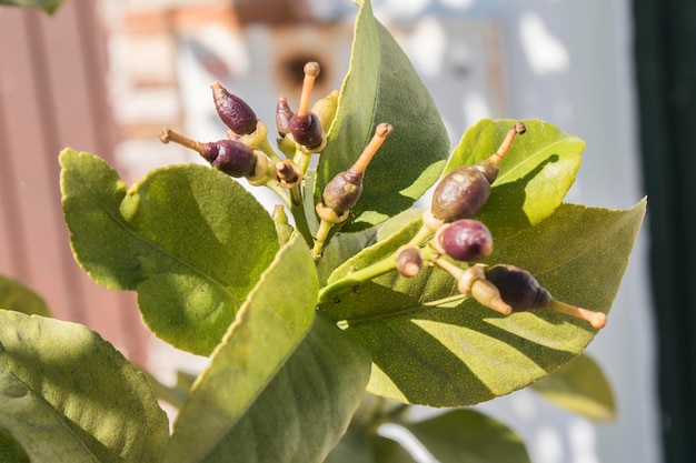 Limoni che crescono sull'albero in primavera