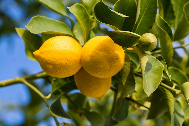 Limoni dal frutteto nel limone Patagonia