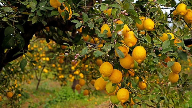 Limoni gialli maturati in giardino.