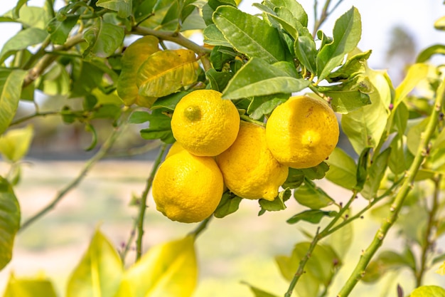 Limoni maturi appesi a un albero Coltivare un limone Limoni maturi su un albero Messa a fuoco selettiva e primo piano