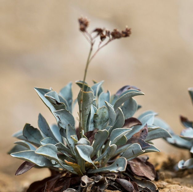 Limonium alicunense - dal genere di piante della famiglia Plumbaginaceae.