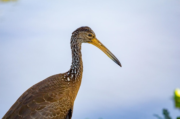 Limpkin Aramus guarauna