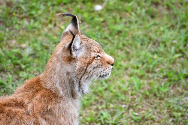 lince boreale in ambiente naturale