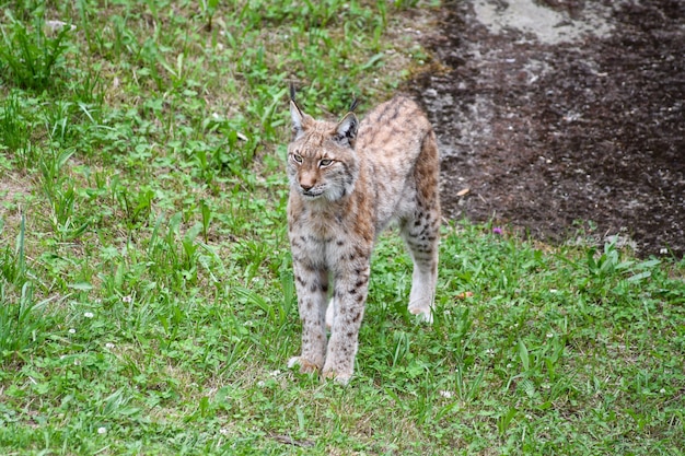 lince boreale in ambiente naturale