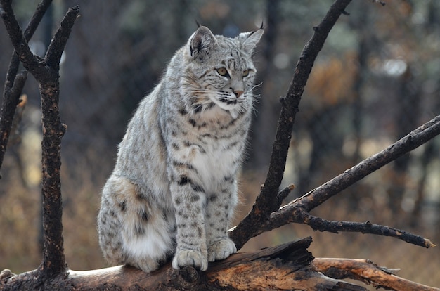 Lince canadese in posa su un albero caduto in natura.