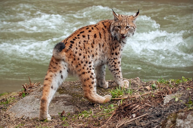 Lince eurasiatica vicino al flusso d'acqua guardando dietro di sé