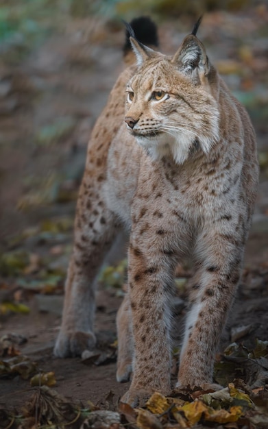 lince eurasiatica