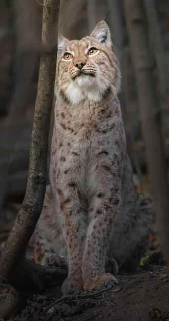 lince eurasiatica