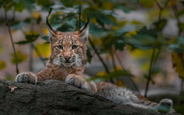 lince eurasiatica