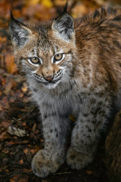 lince eurasiatica