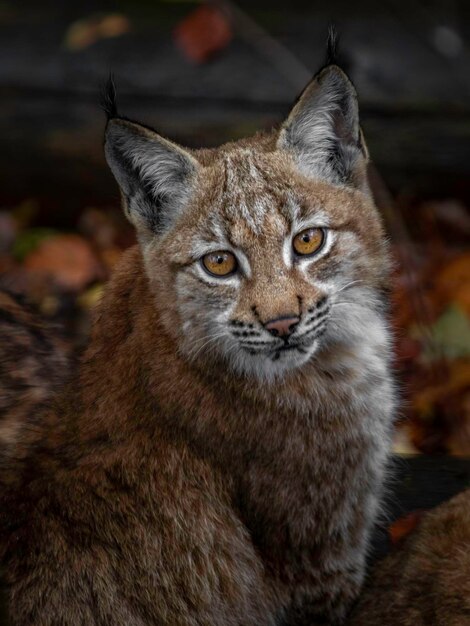 lince eurasiatica