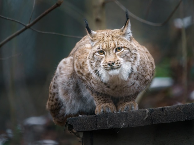 lince eurasiatica