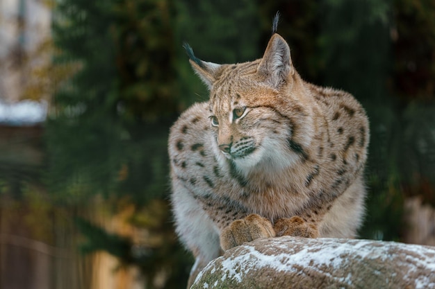 lince eurasiatica