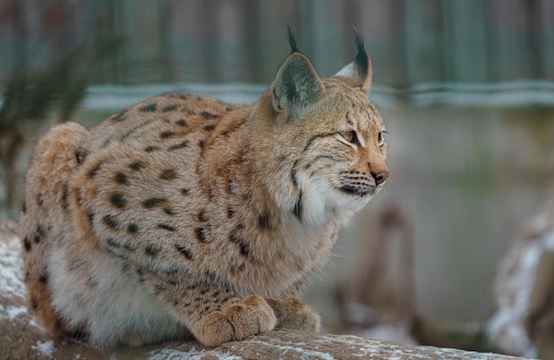 lince eurasiatica