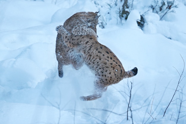 Lince euroasiatica nel parco nazionale bavarese nella Germania orientale