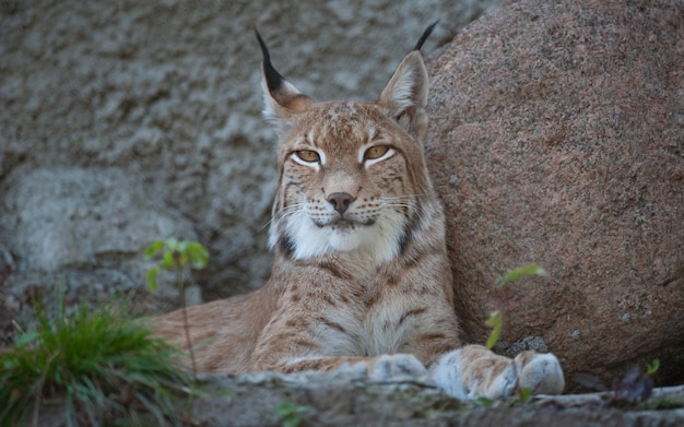 Lince euroasiatica Ritratto del primo piano della lince