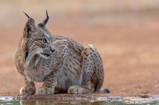 Lince iberica Lynx pardinus Ciudad Real Spagna