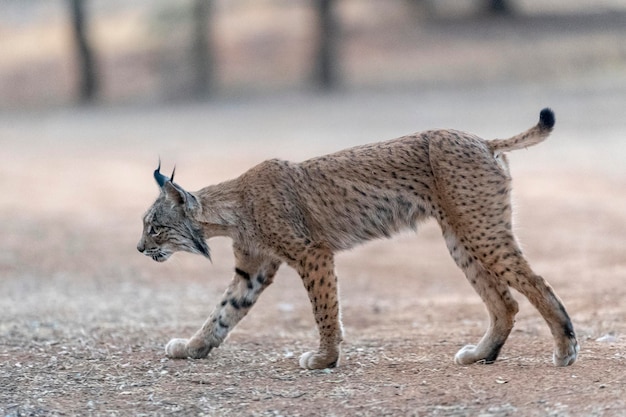 Lince iberica Lynx pardinus Ciudad Real Spagna