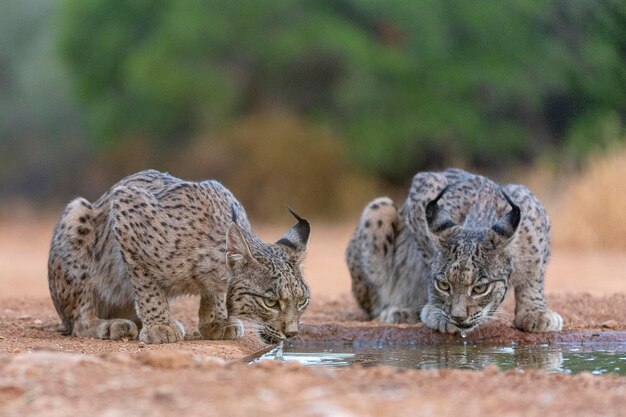 Lince iberica Lynx pardinus Ciudad Real Spagna