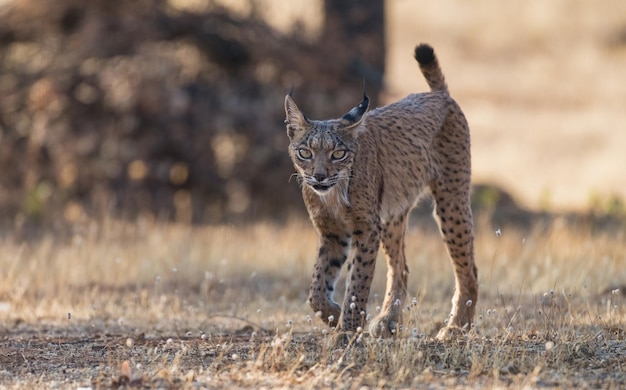 Lince iberica Lynx pardinus nel pascolo spagnolo