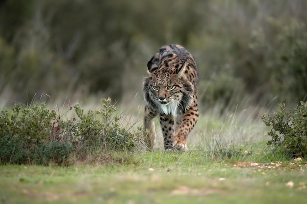 Lince iberica maschio adulto in un bosco mediterraneo di querce alle prime luci dell'alba