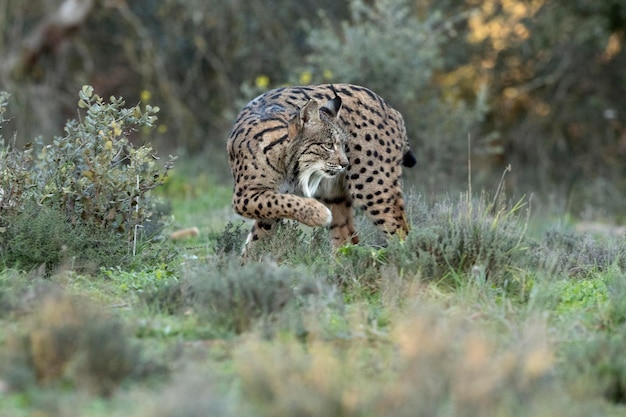 Lince pardina in una foresta mediterranea con le prime luci di una fredda giornata invernale