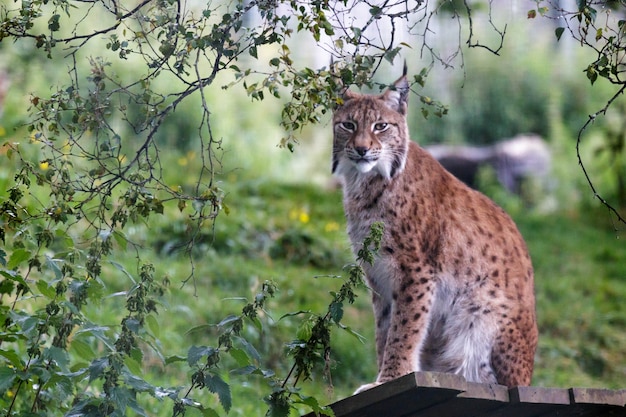 Lince settentrionale ( Felis lynx lynx)