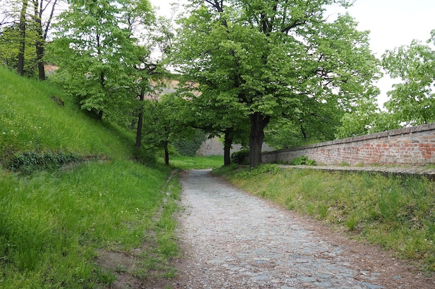 Linden park vicino al vecchio muro di mattoni della fortezza Petrovaradin Novi Sad Serbia Fogliame fresco di tigli