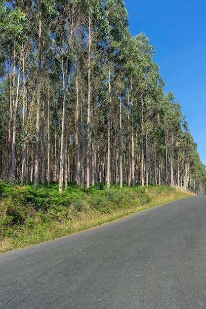 Linea di alberi di eucalipto situata in un villaggio nel nord della Spagna