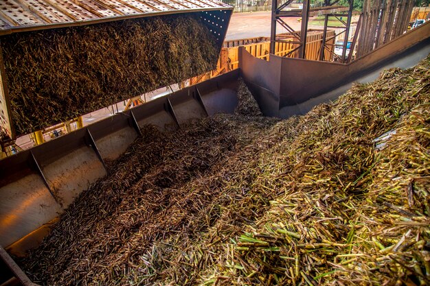 Linea di canna da zucchero