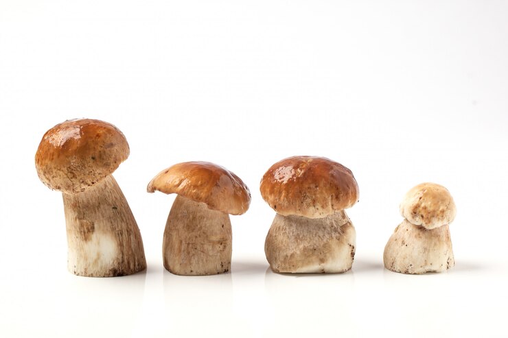 linea di funghi porcini