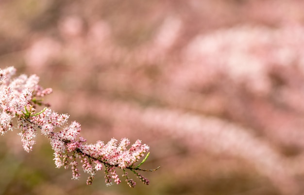 Linea diagonale del fiore in il tempo di primavera con fondo unfocused.