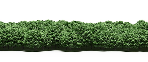linea forestale con ombre sotto gli alberi, isolata su sfondo bianco, illustrazione 3D, cg