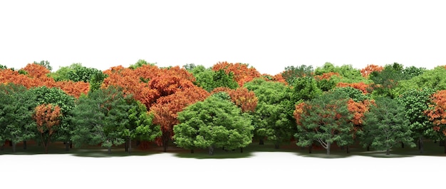 linea forestale con ombre sotto gli alberi, isolata su sfondo bianco, illustrazione 3D, cg