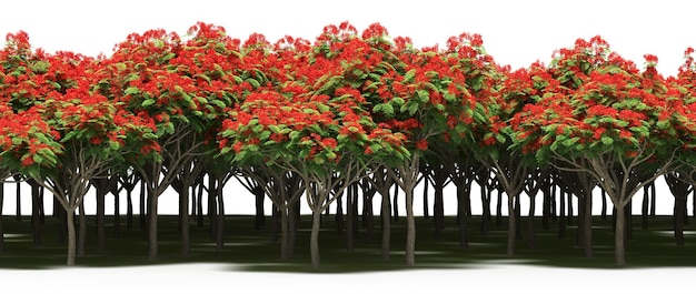 linea forestale con ombre sotto gli alberi, isolata su sfondo bianco, illustrazione 3D, cg