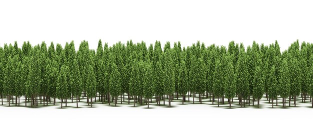 linea forestale con ombre sotto gli alberi, isolata su sfondo bianco, illustrazione 3D, cg