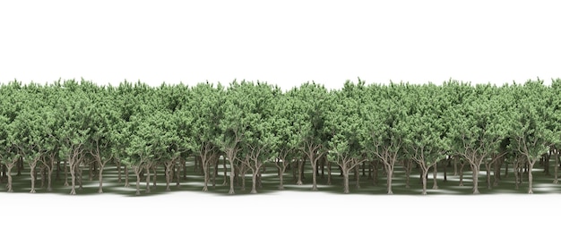 linea forestale con ombre sotto gli alberi, isolata su sfondo bianco, illustrazione 3D, rendering cg