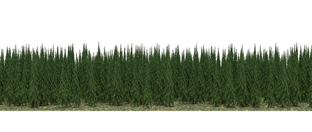 linea forestale con ombre sotto gli alberi, isolata su sfondo bianco, illustrazione 3D