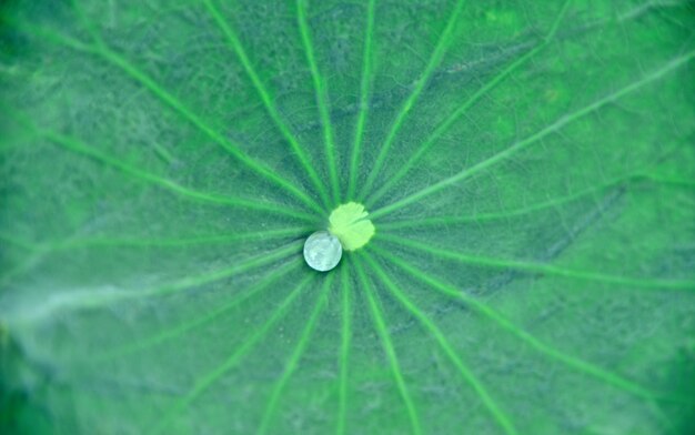 Linea struttura e fondo del foglio del loto verde