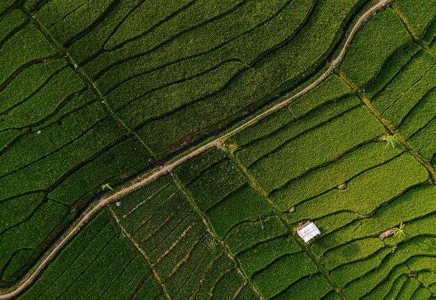 Linee e modelli verdi