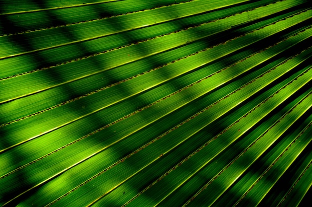 Linee e trame di foglie di palma verde con ombra