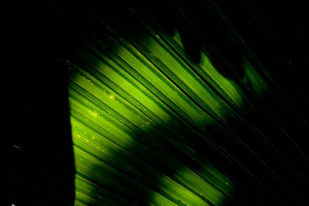 Linee e trame di foglie di palma verde con ombra