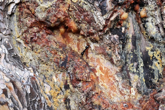 Linfa di pino Formica nera sull'albero