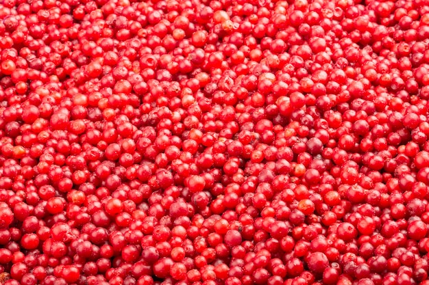 Lingonberries freschi congelati