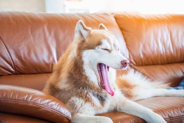 Lingua di cane del husky siberiano che si trova su un sofà a casa nel salone