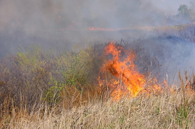 Linguette rosse di fiamma e bruciante erba secca ingiallita in fumo