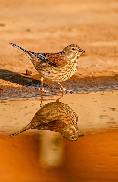 Linnet o Linaria cannabina riflessa nella primavera dorata