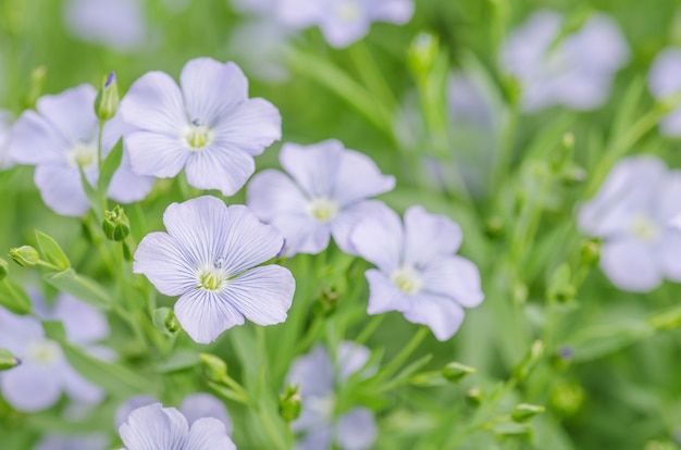 Linum perenne (lino perenne). Fiori blu di lino