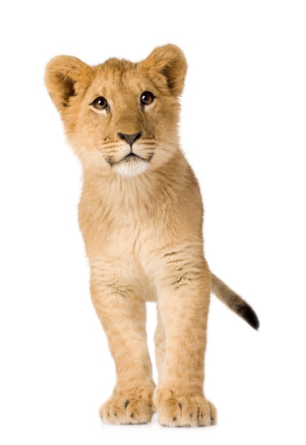 Lion Cub (6 mesi) isolato